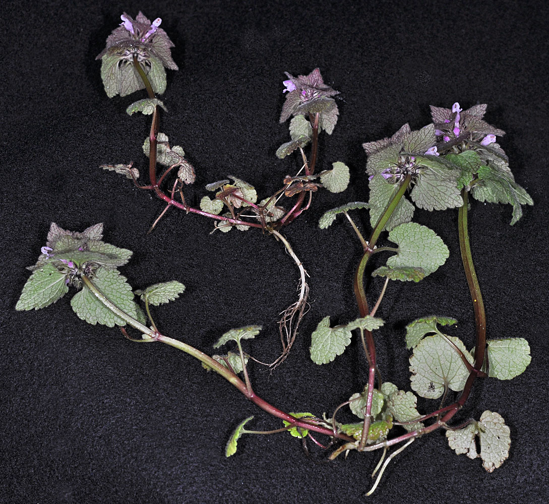 Flora of Eastern Washington Image: Lamium purpureum