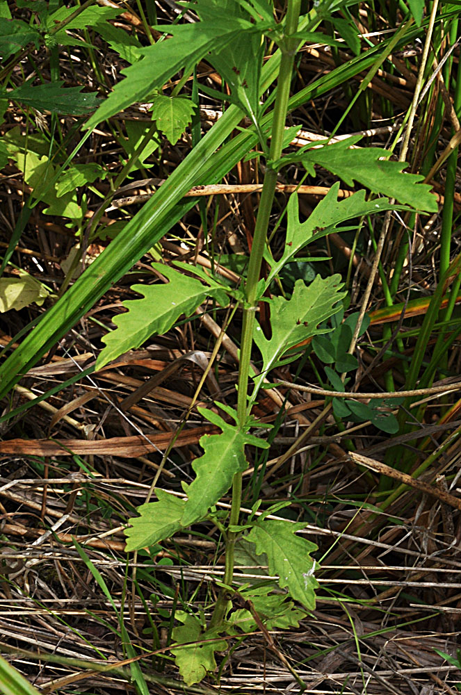 Flora of Eastern Washington Image: Lycopus americanus