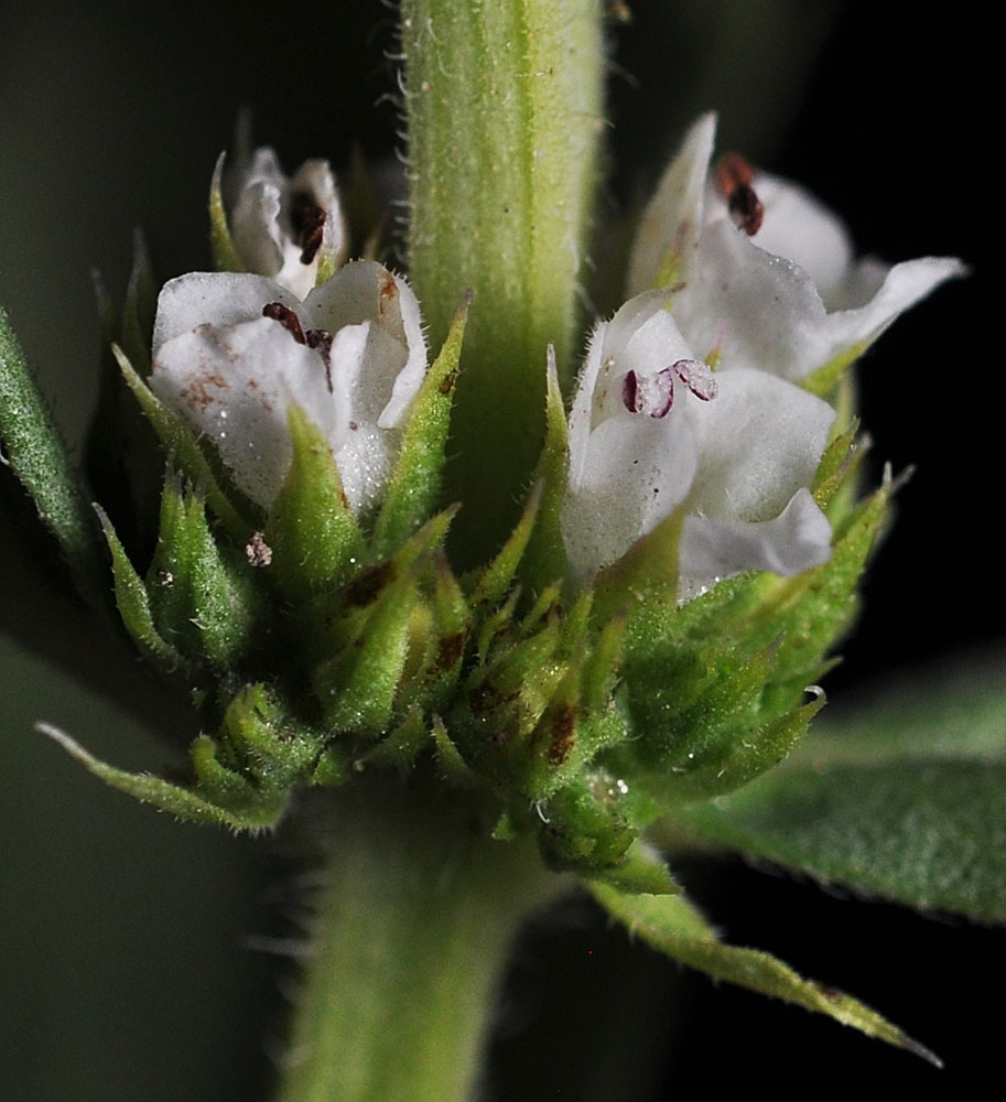 Flora of Eastern Washington Image: Lycopus asper