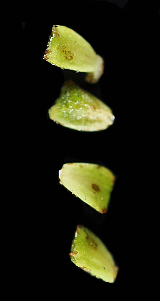 Flora of Eastern Washington Image: Lycopus asper
