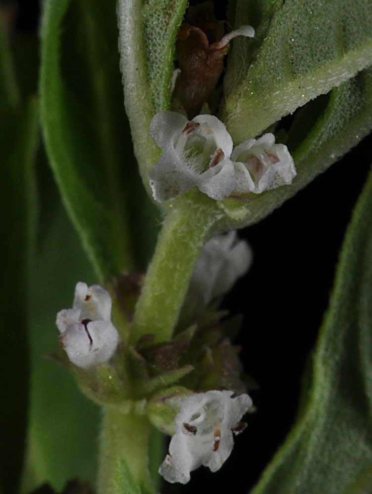 Flora of Eastern Washington Image: Lycopus uniflorus