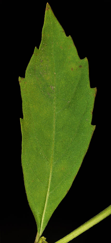 Flora of Eastern Washington Image: Lycopus uniflorus