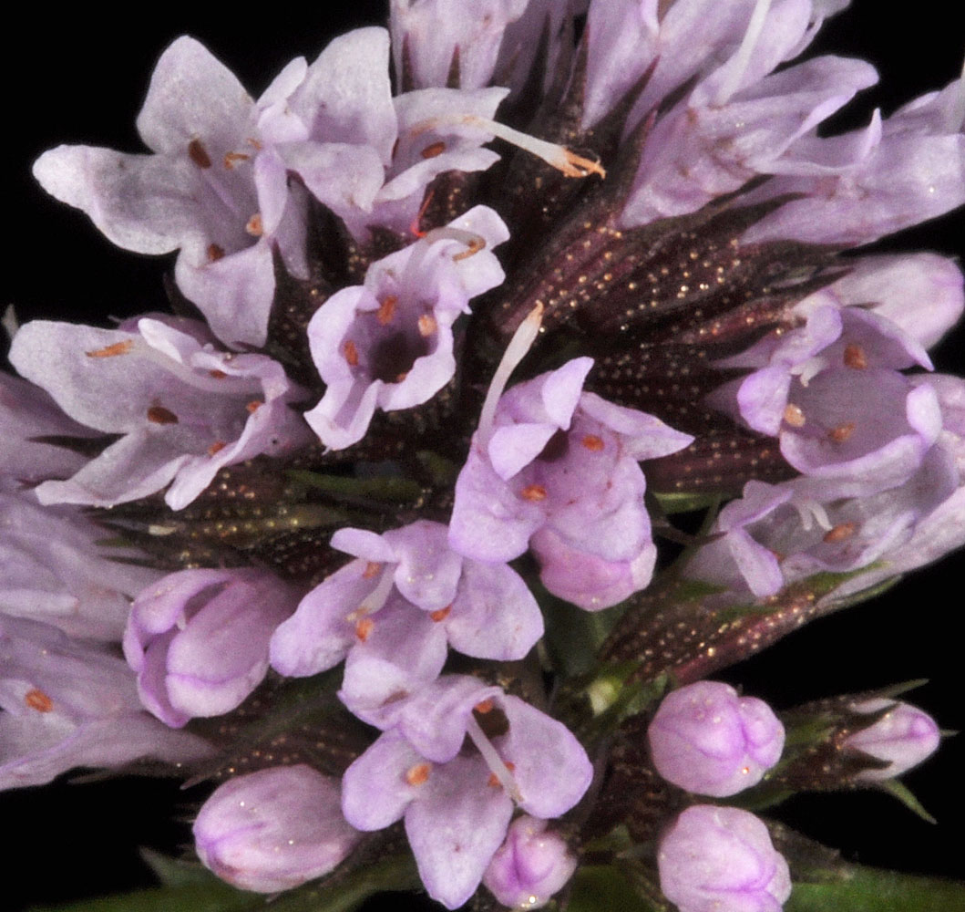 Flora of Eastern Washington Image: Mentha aquatica