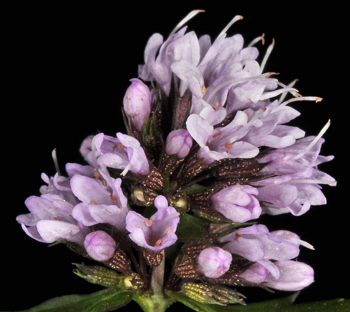 Flora of Eastern Washington Image: Mentha aquatica