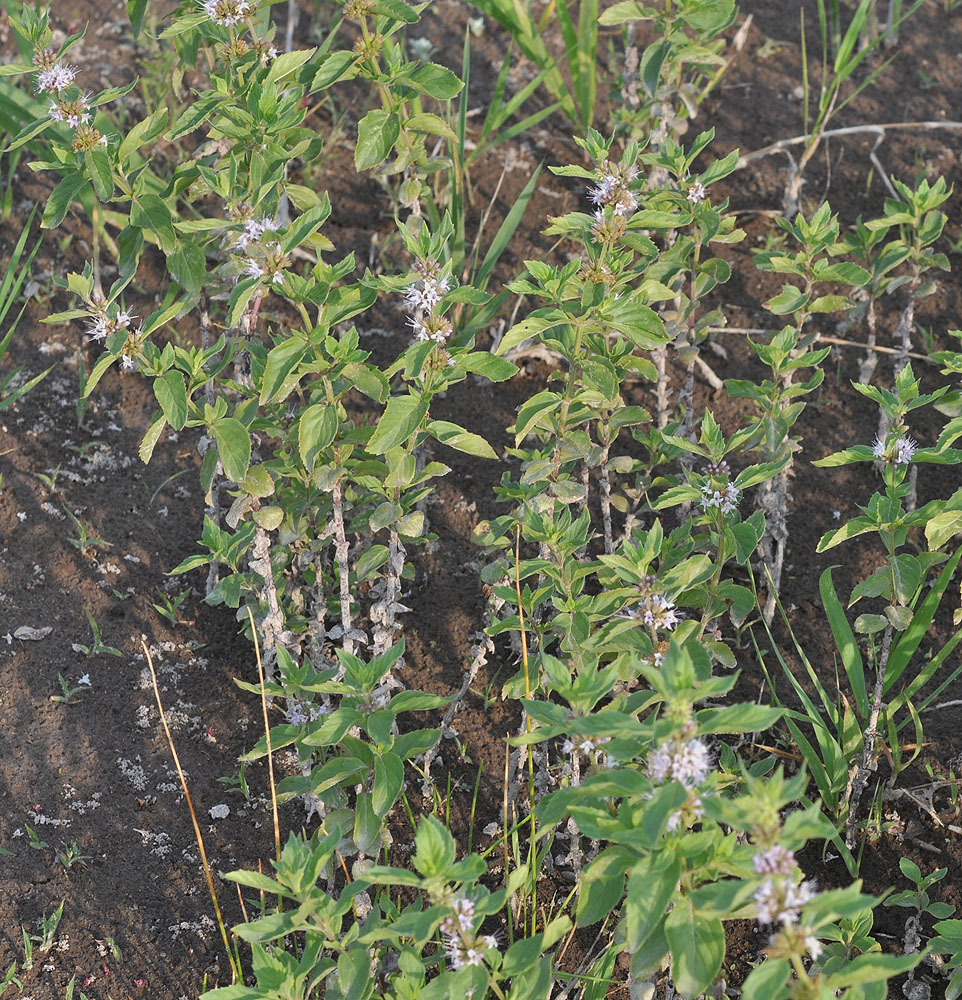 Flora of Eastern Washington Image: Mentha arvensis