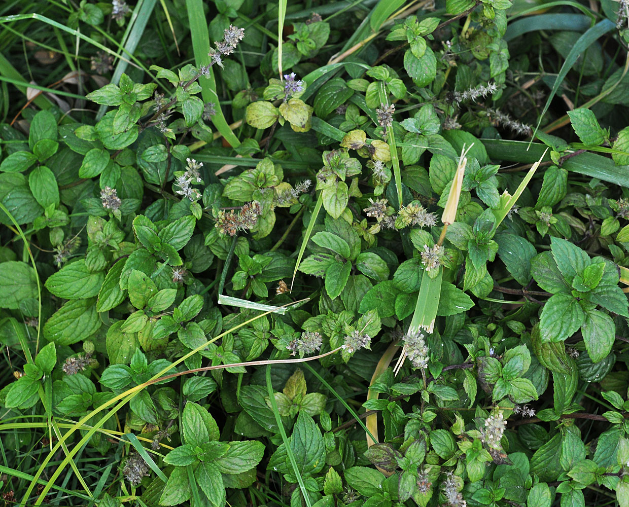 Flora of Eastern Washington Image: Mentha arvensis
