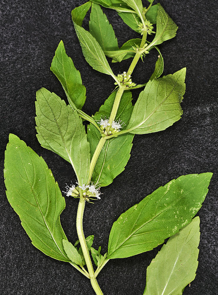 Flora of Eastern Washington Image: Mentha canadensis