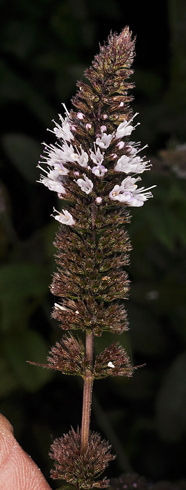 Flora of Eastern Washington Image: Mentha piperita