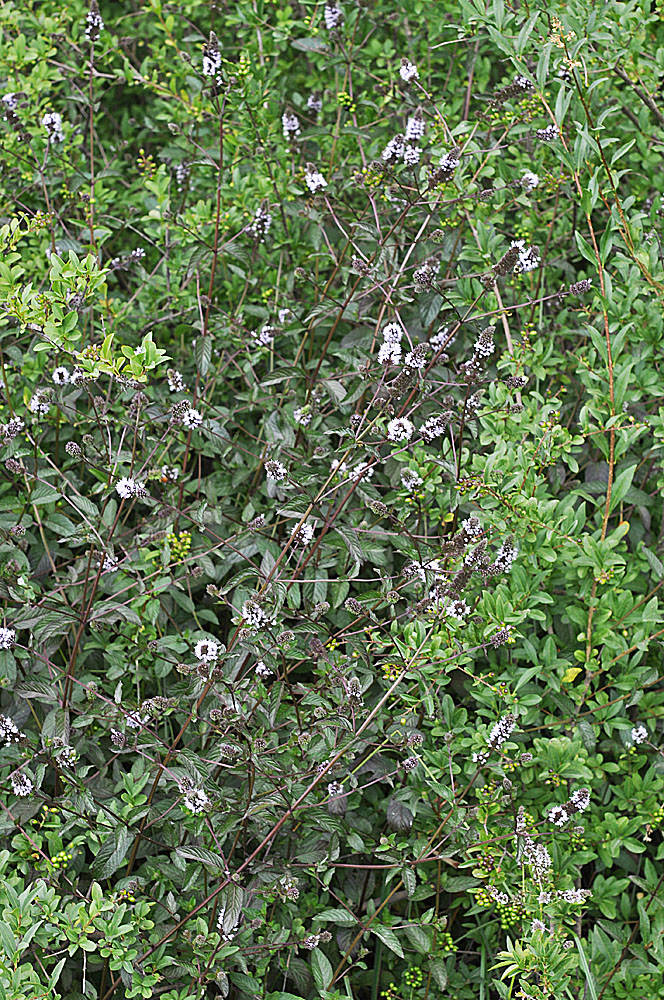 Flora of Eastern Washington Image: Mentha piperita