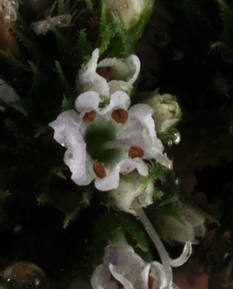 Flora of Eastern Washington Image: Mentha spicata