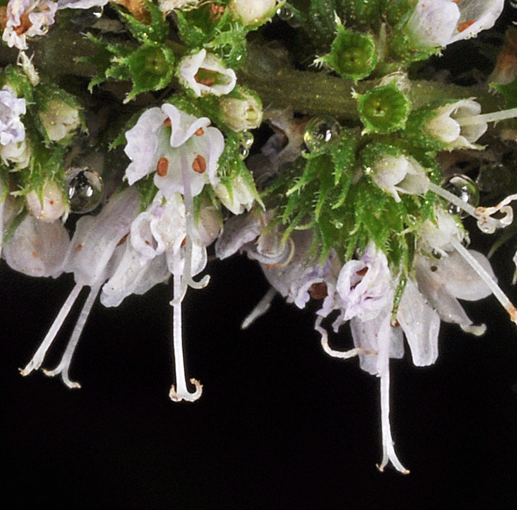 Flora of Eastern Washington Image: Mentha spicata