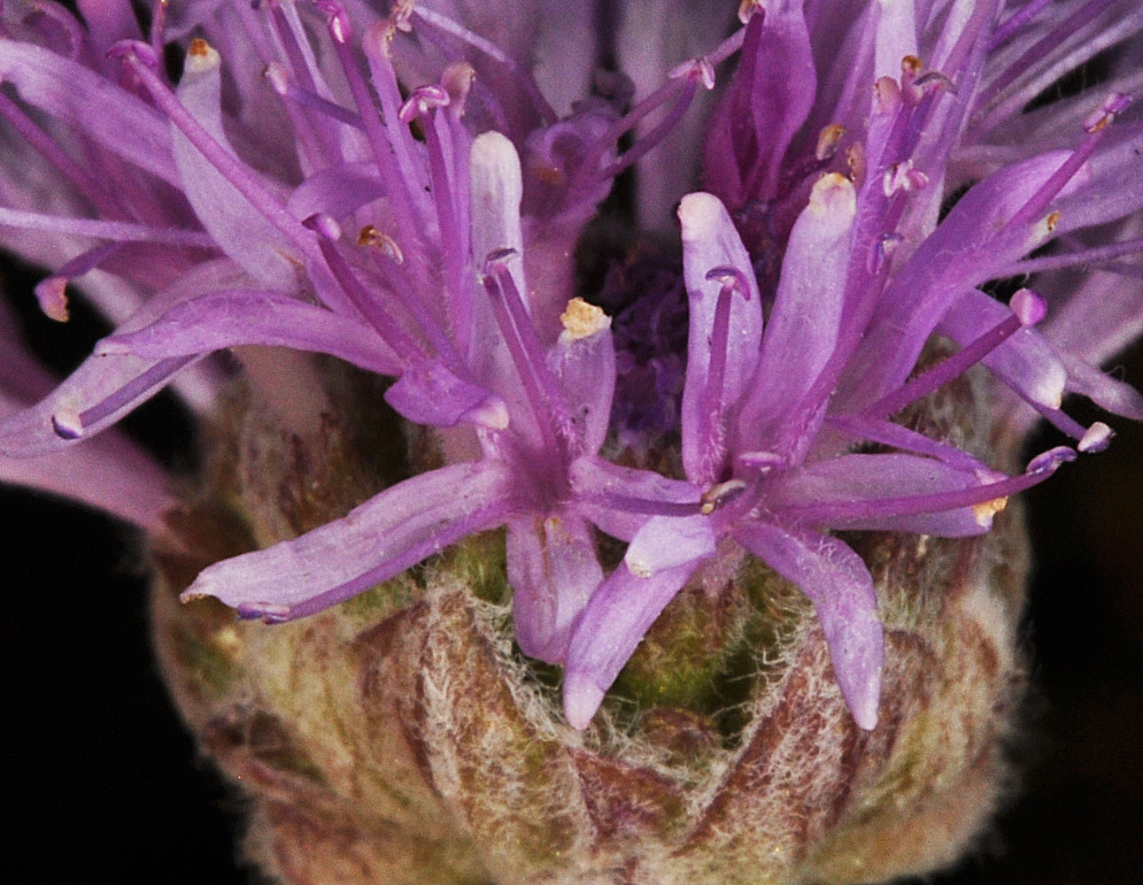 Flora of Eastern Washington Image: Monardella odoratissima