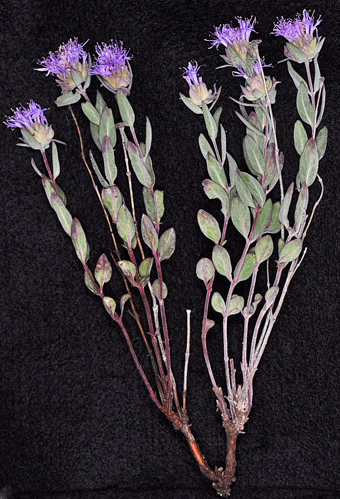 Flora of Eastern Washington Image: Monardella odoratissima