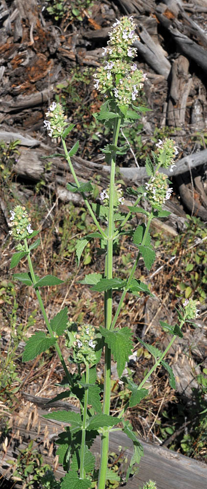 Flora of Eastern Washington Image: Nepeta cataria