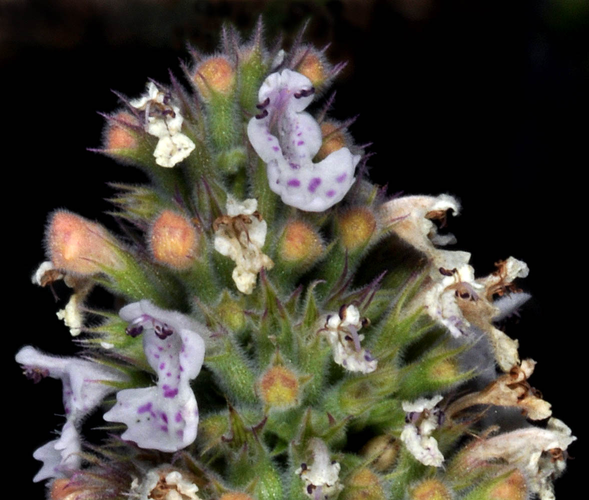 Flora of Eastern Washington Image: Nepeta cataria