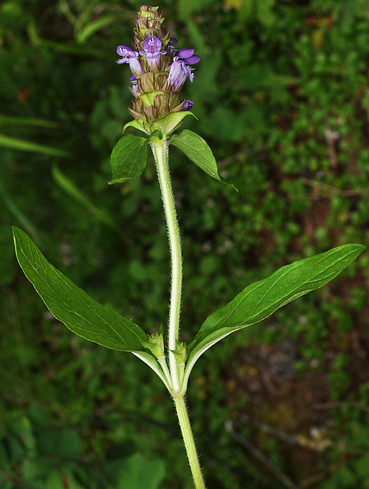 Flora of Eastern Washington Image: Prunella vulgaris
