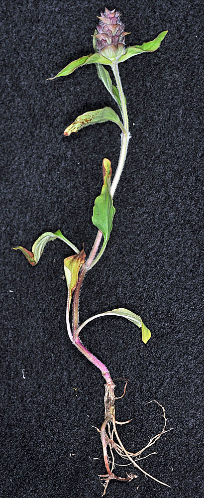 Flora of Eastern Washington Image: Prunella vulgaris
