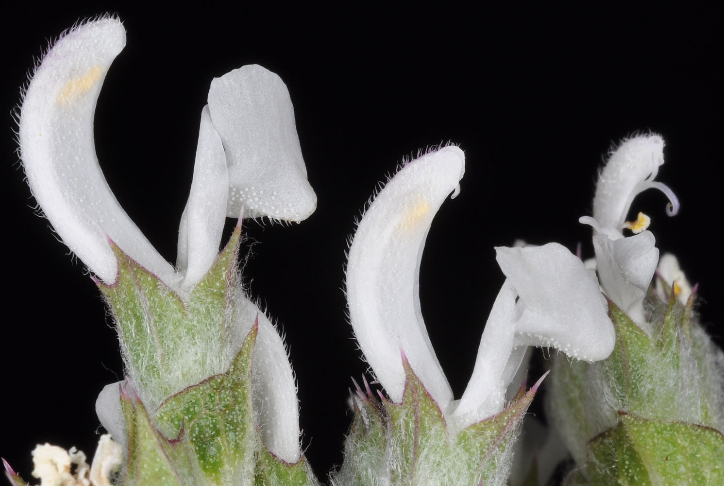 Flora of Eastern Washington Image: Salvia aethiopsis