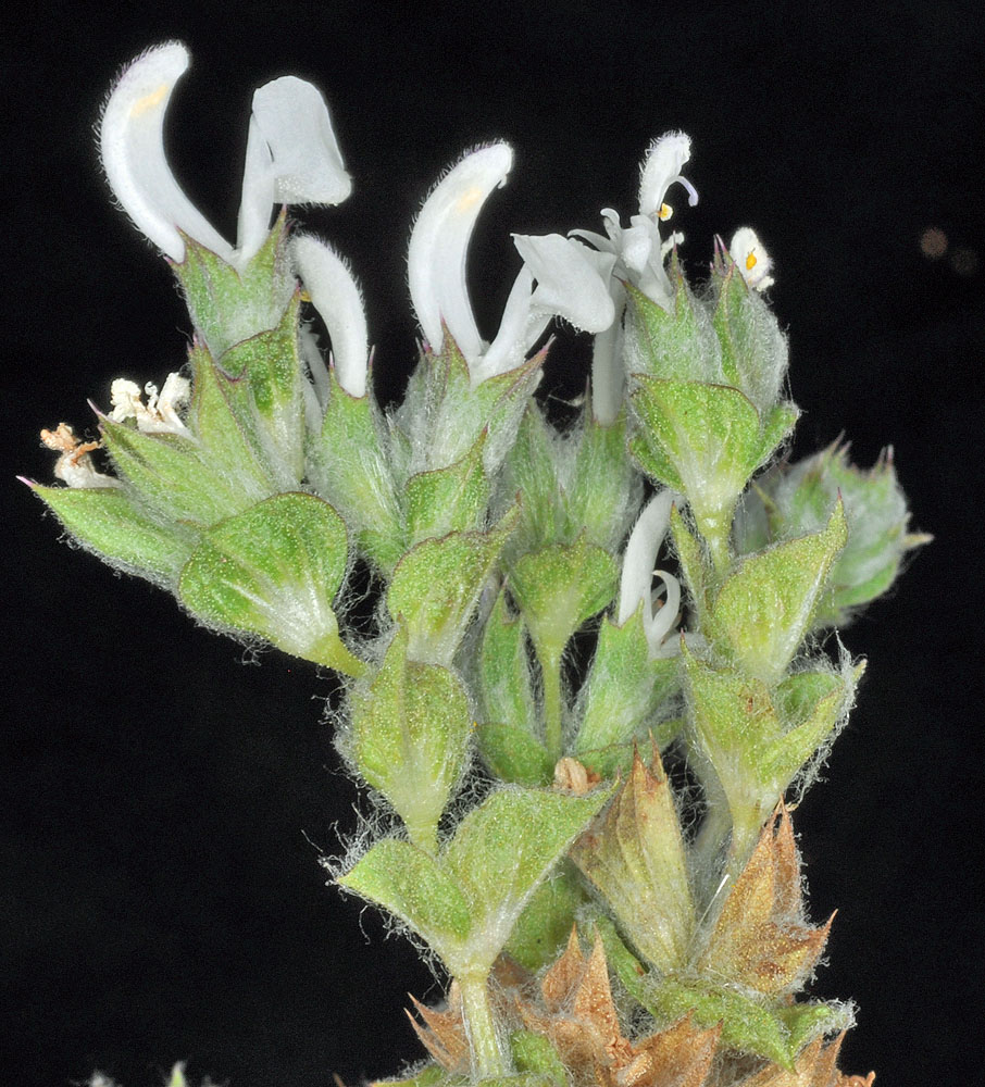 Flora of Eastern Washington Image: Salvia aethiopsis