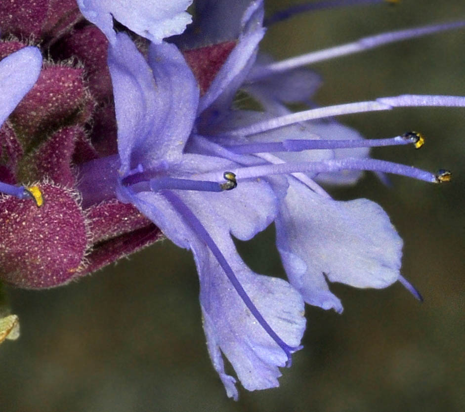 Flora of Eastern Washington Image: Salvia dorrii
