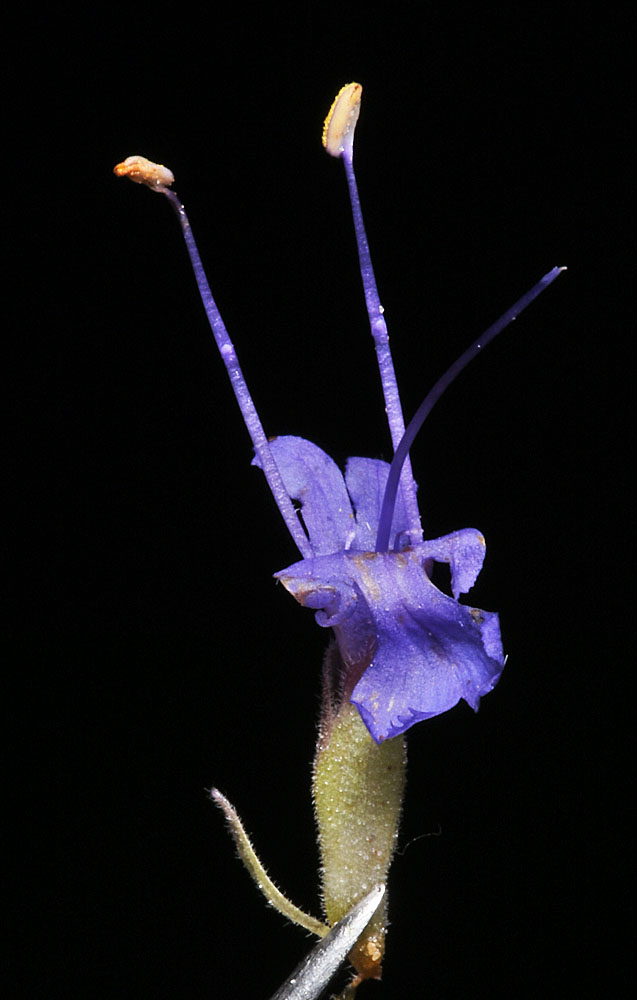 Flora of Eastern Washington Image: Salvia dorrii