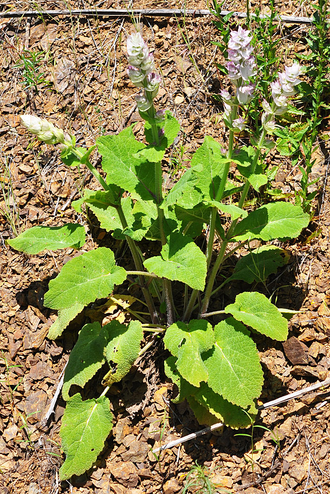 Flora of Eastern Washington Image: Salvia sclarea
