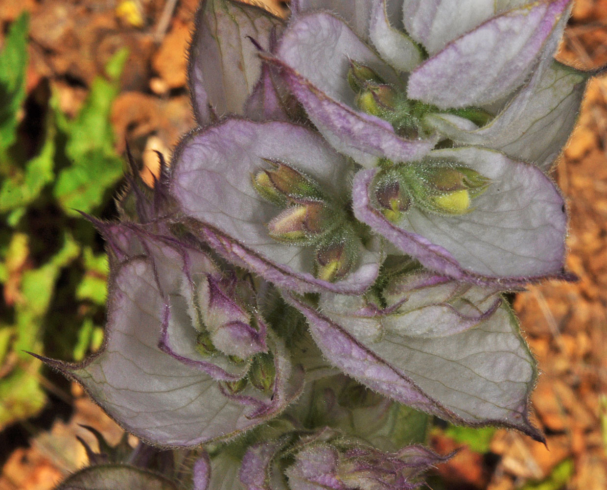 Flora of Eastern Washington Image: Salvia sclarea