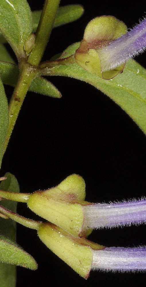 Flora of Eastern Washington Image: Scutellaria angustifolia