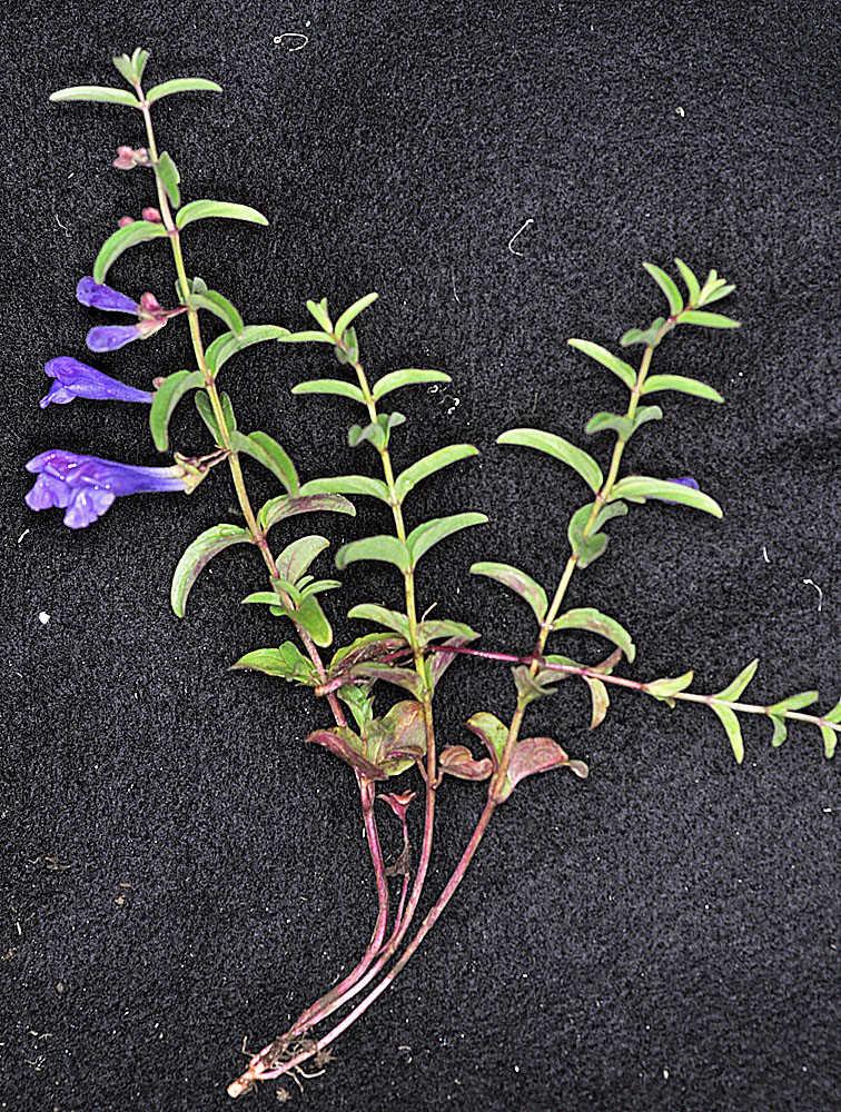 Flora of Eastern Washington Image: Scutellaria angustifolia