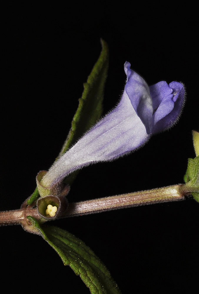 Flora of Eastern Washington Image: Scutellaria galericulata