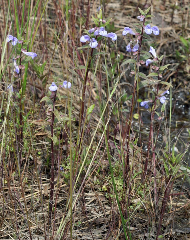 Flora of Eastern Washington Image: Scutellaria galericulata