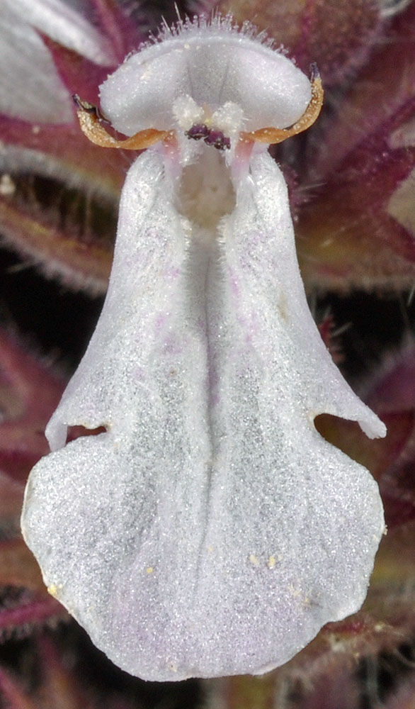 Flora of Eastern Washington Image: Stachys palustris