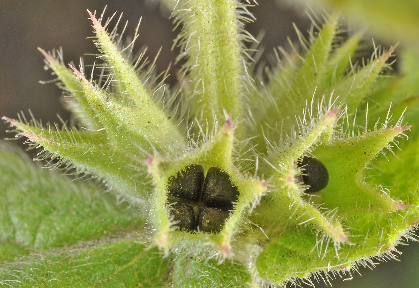 Flora of Eastern Washington Image: Stachys pilosa