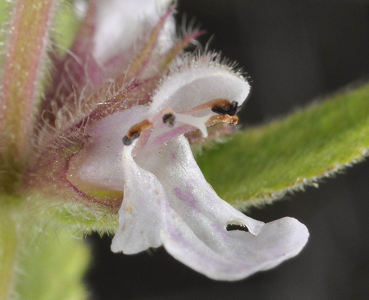 Flora of Eastern Washington Image: Stachys palustris