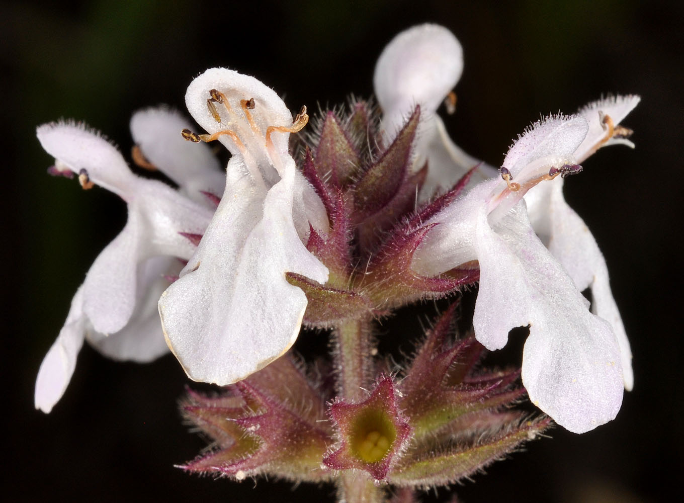Flora of Eastern Washington Image: Stachys pilosa