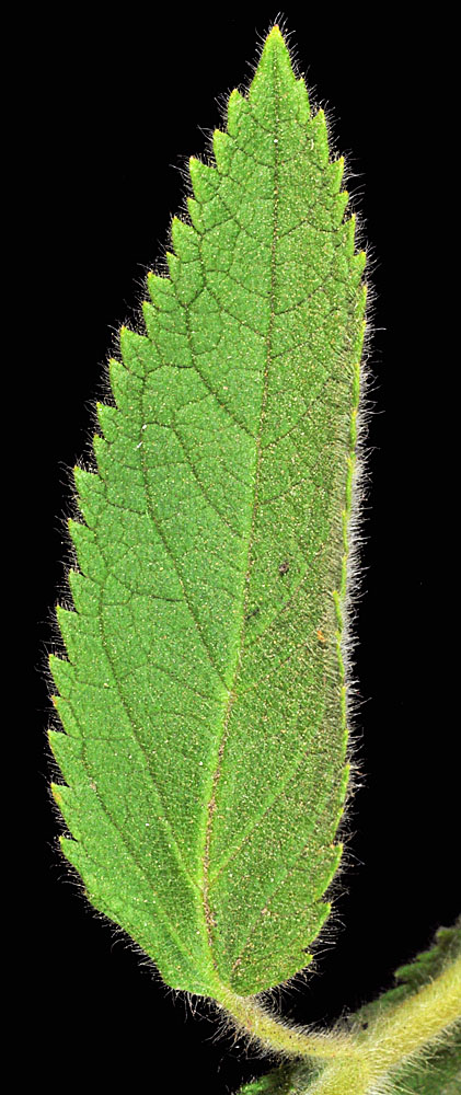 Flora of Eastern Washington Image: Teucrium canadense
