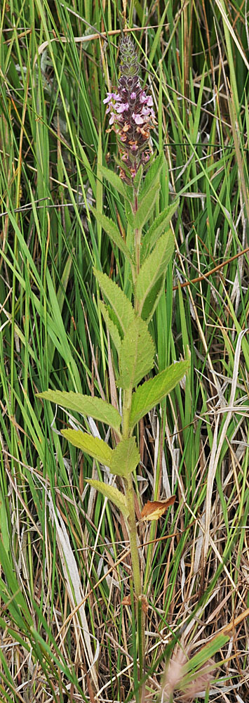 Flora of Eastern Washington Image: Teucrium canadense