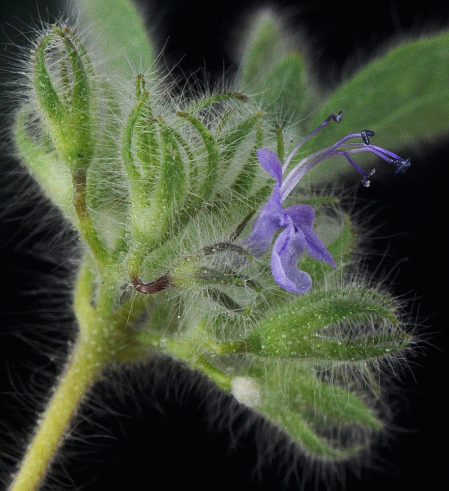 Flora of Eastern Washington Image: Trichostema oblongum