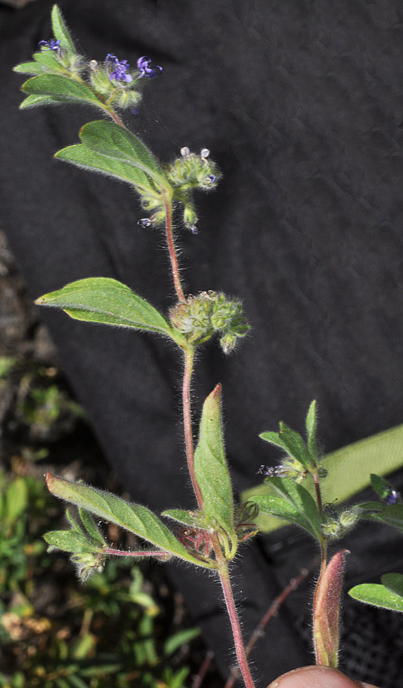 Flora of Eastern Washington Image: Trichostema oblongum