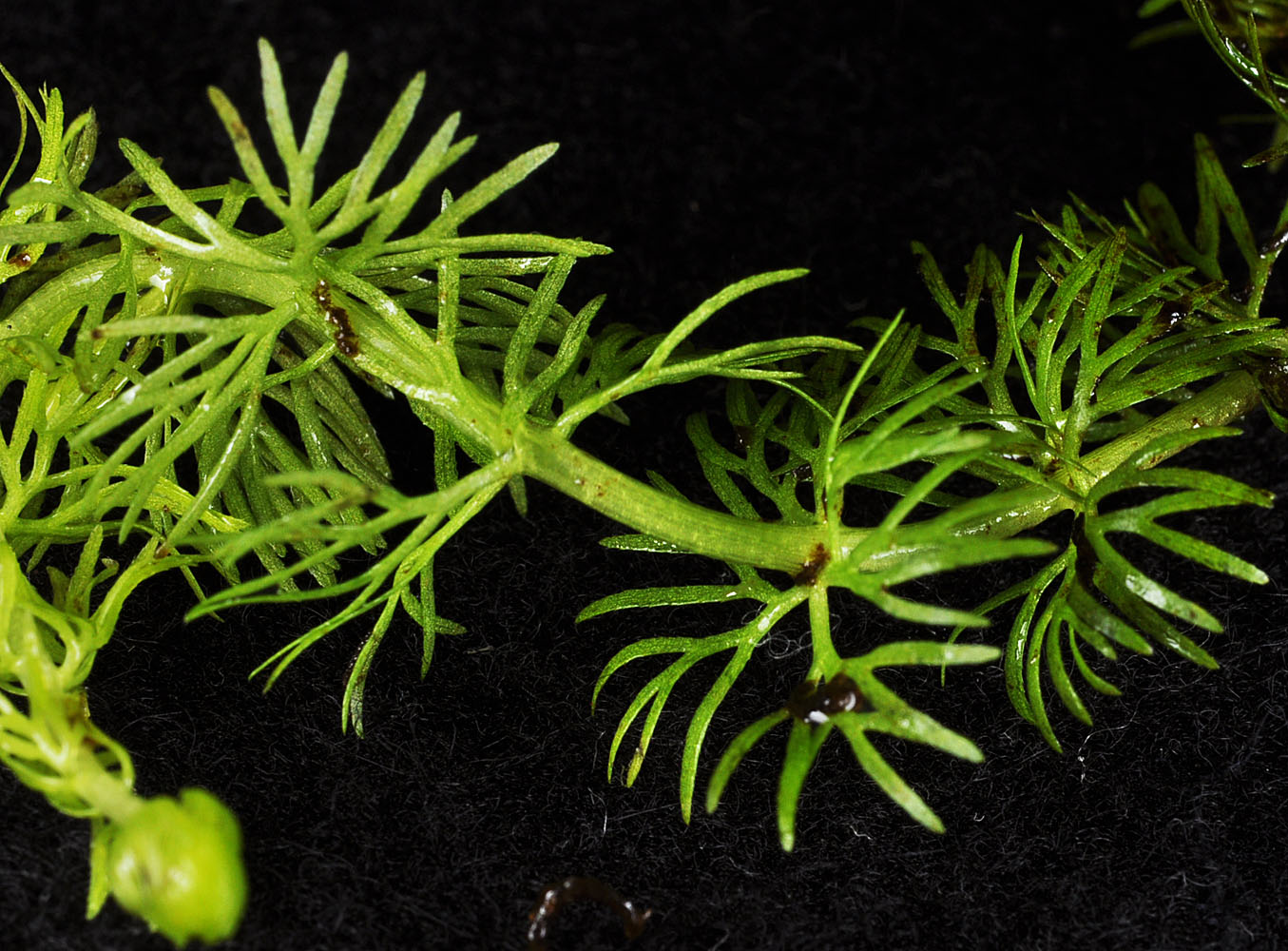 Flora of Eastern Washington Image: Utricularia intermedia