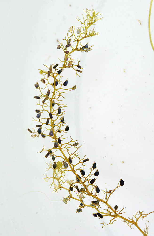 Flora of Eastern Washington Image: Utricularia minor
