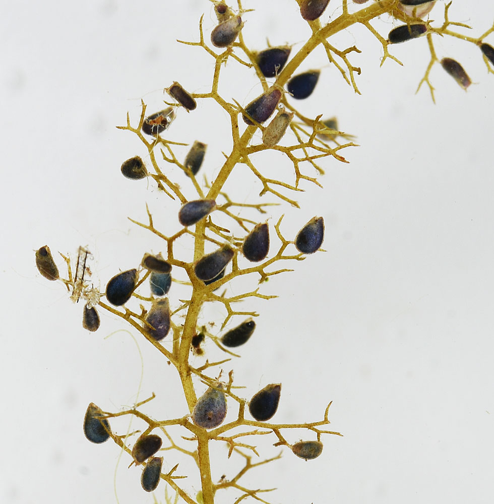 Flora of Eastern Washington Image: Utricularia minor