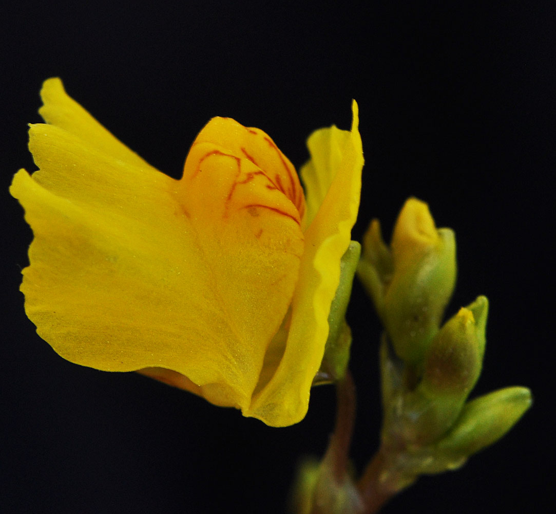 Flora of Eastern Washington Image: Utricularia vulgaris