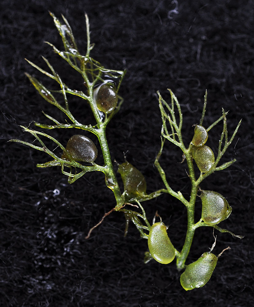 Flora of Eastern Washington Image: Utricularia vulgaris