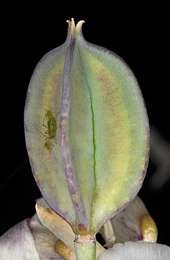 Flora of Eastern Washington Image: Calochortus eurycarpus