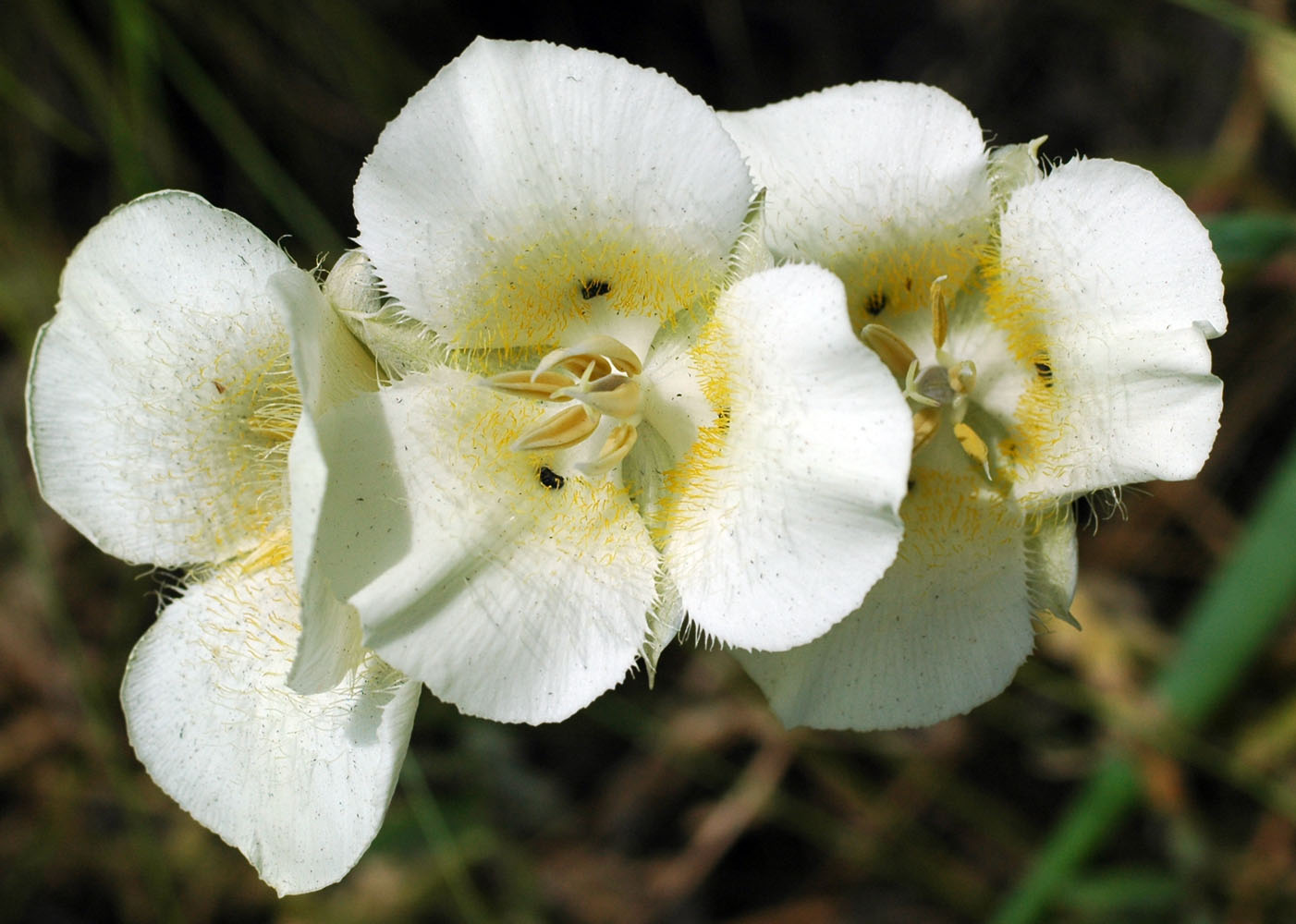 Flora of Eastern Washington Image: Calochortus apiculatus