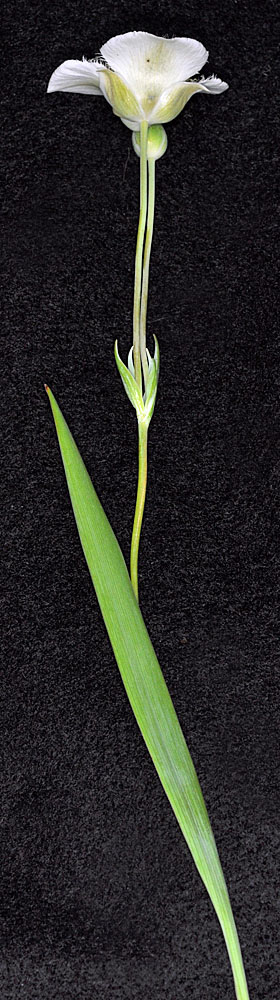 Flora of Eastern Washington Image: Calochortus apiculatus