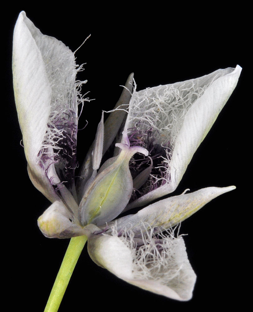 Flora of Eastern Washington Image: Calochortus elegans