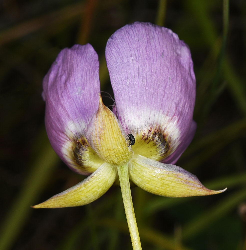 Flora of Eastern Washington Image: Calochortus longebarbatus