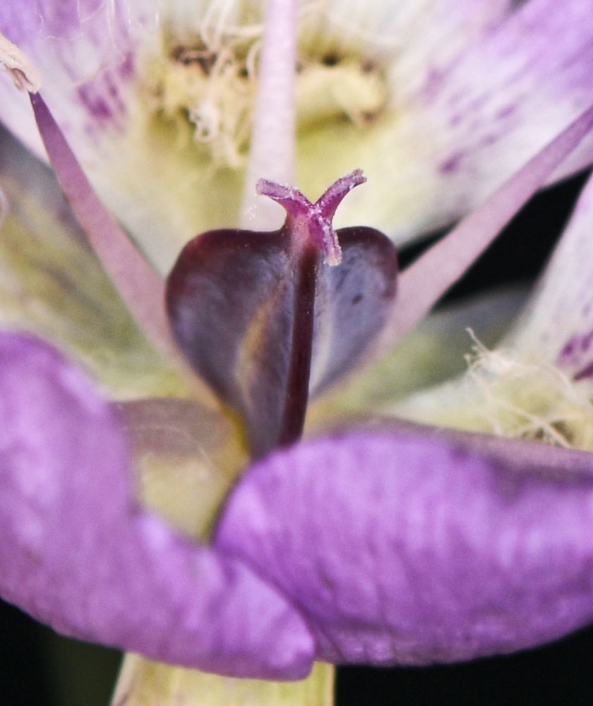 Flora of Eastern Washington Image: Calochortus longebarbatus